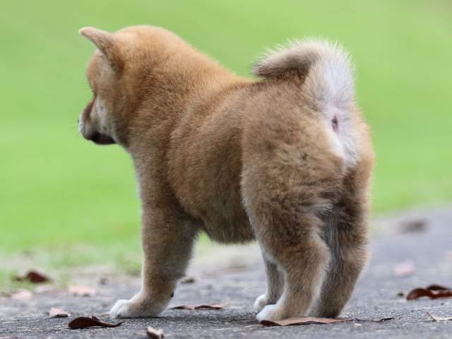 fp5a6692-puppy fp5a6692-puppy