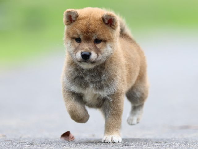 fp5a6727-puppy fp5a6727-puppy