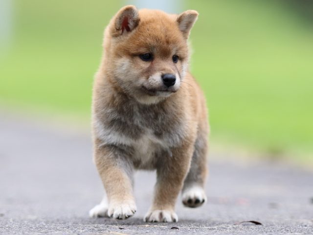 fp5a6742-puppy fp5a6742-puppy