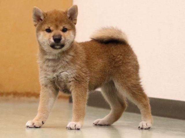 fp5a6755-puppy fp5a6755-puppy
