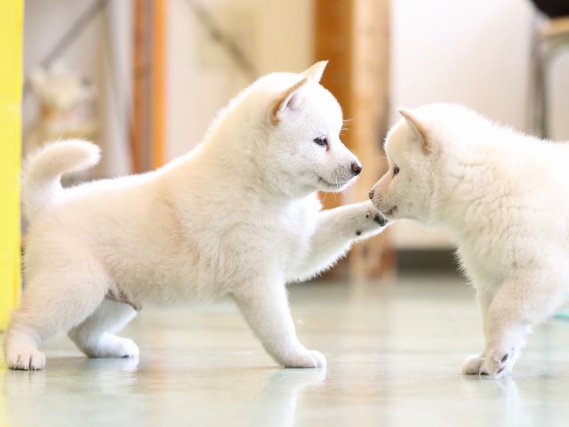 fp5a6757-puppy fp5a6757-puppy