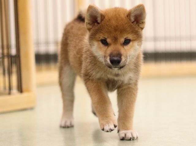 fp5a6776-puppy fp5a6776-puppy