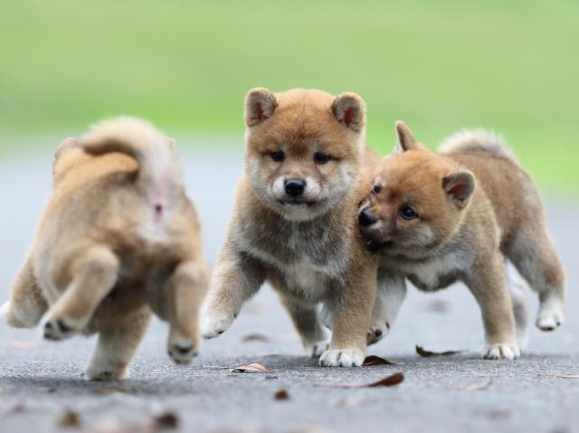 fp5a6787-puppy fp5a6787-puppy
