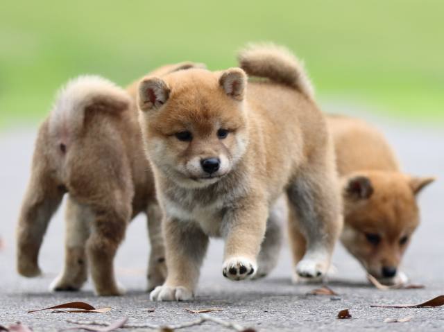 fp5a6794-puppy fp5a6794-puppy