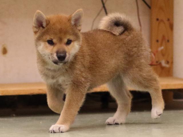 fp5a6804-puppy fp5a6804-puppy