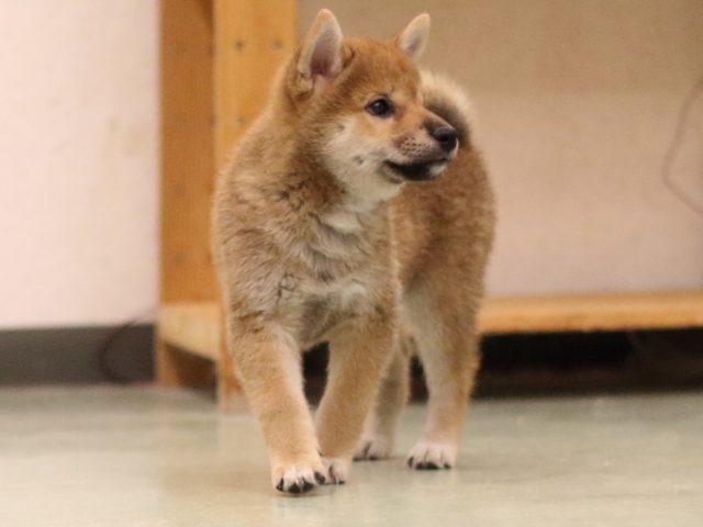 fp5a6805-puppy fp5a6805-puppy