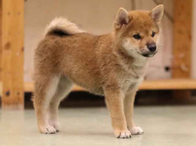 fp5a6808-puppy fp5a6808-puppy