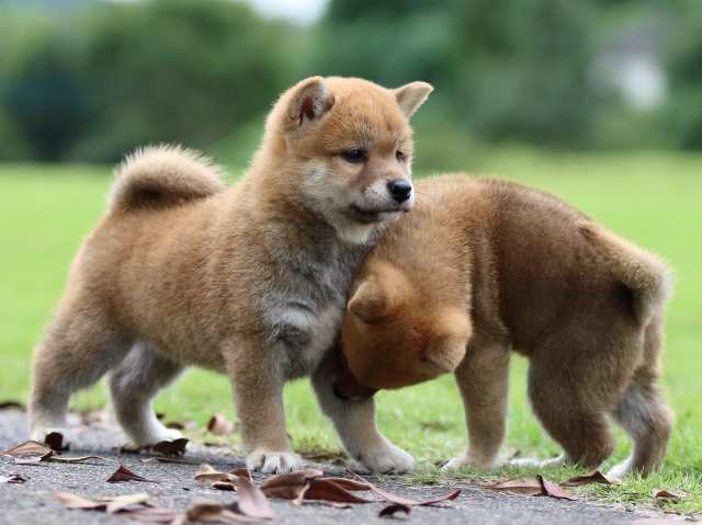 fp5a6813-puppy fp5a6813-puppy