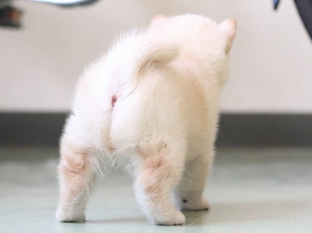fp5a6815-puppy fp5a6815-puppy