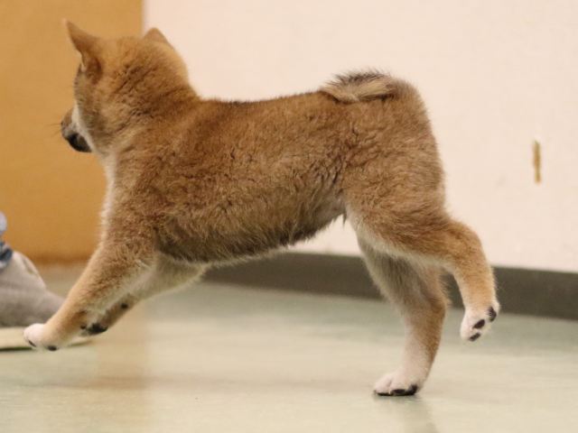 fp5a6830-puppy fp5a6830-puppy