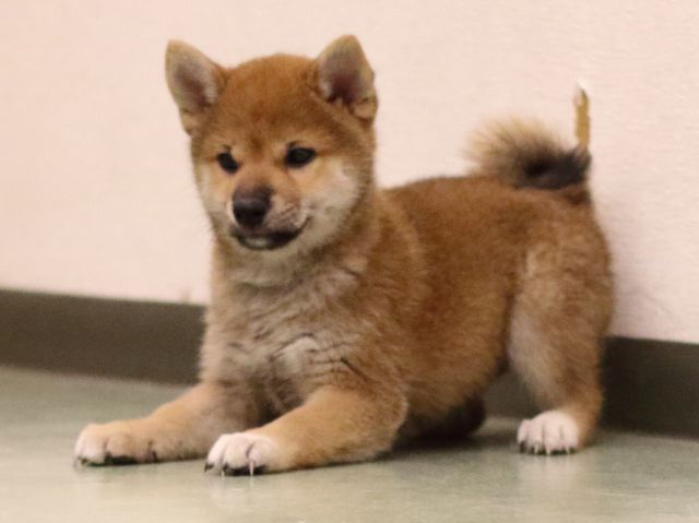fp5a6841-puppy fp5a6841-puppy