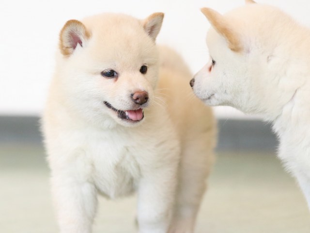 fp5a6863-puppy fp5a6863-puppy