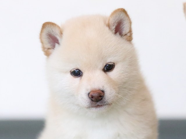 fp5a6870-puppy fp5a6870-puppy