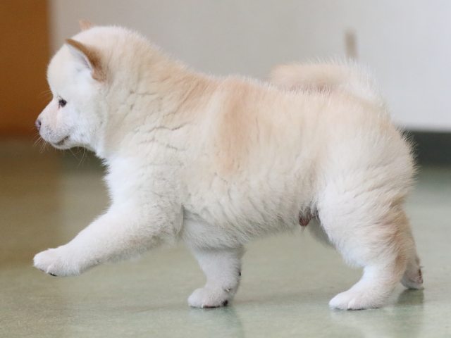 fp5a6884-puppy fp5a6884-puppy
