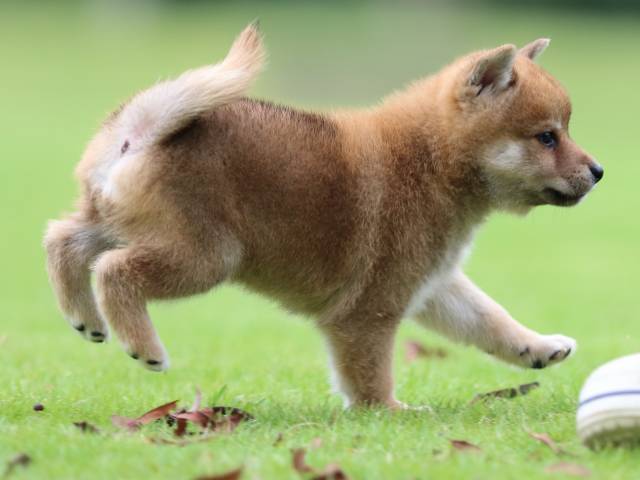 fp5a6895-puppy fp5a6895-puppy