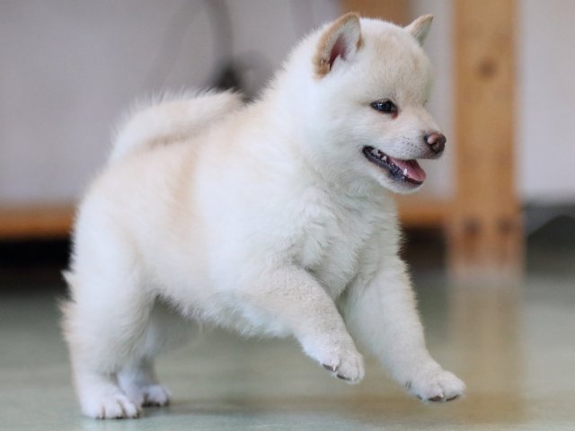 fp5a6903-puppy fp5a6903-puppy