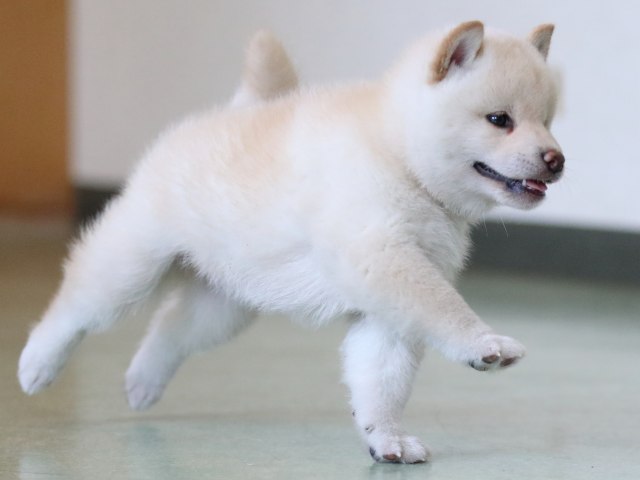 fp5a6908-puppy fp5a6908-puppy