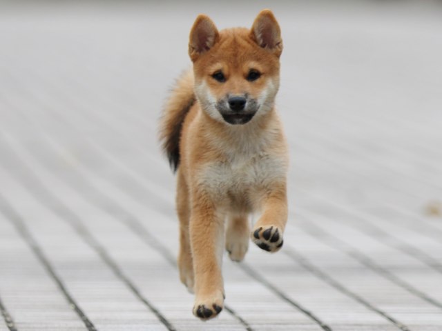 fp5a6921-puppy fp5a6921-puppy