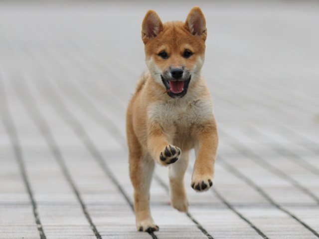 fp5a6923-puppy fp5a6923-puppy