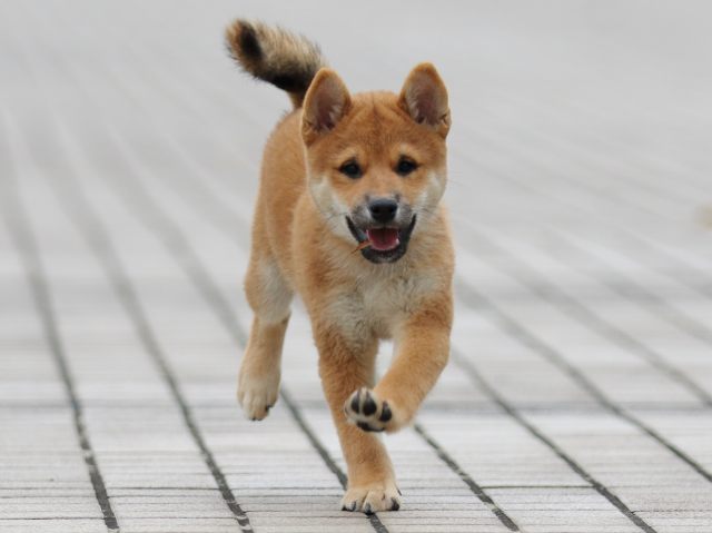 fp5a6924-puppy fp5a6924-puppy