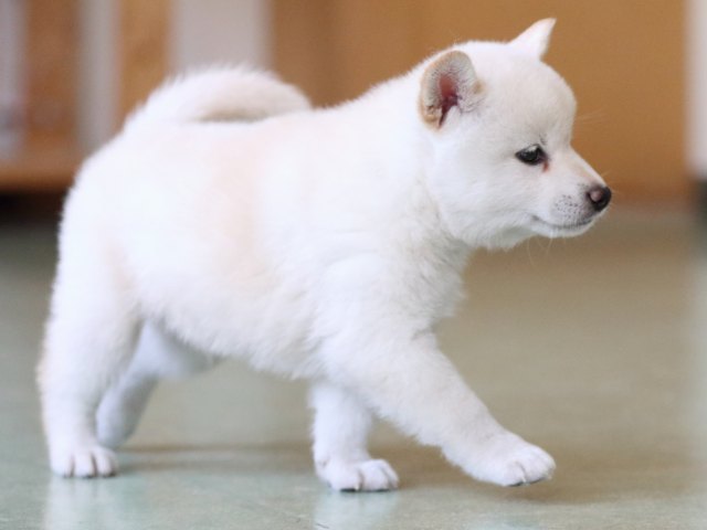 fp5a6928-puppy fp5a6928-puppy