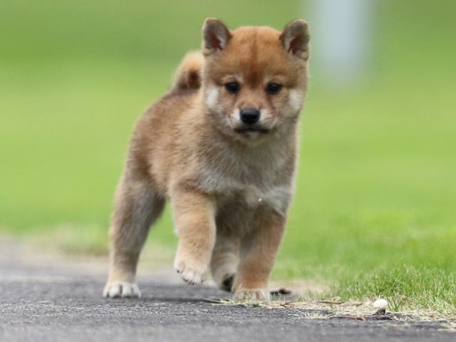 fp5a6949-puppy fp5a6949-puppy