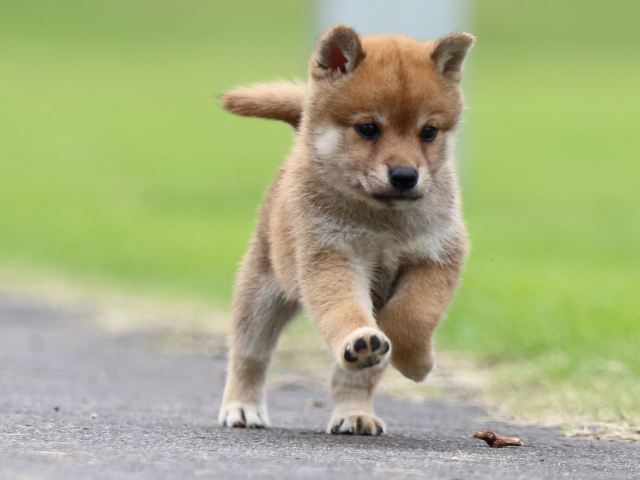 fp5a6971-puppy fp5a6971-puppy