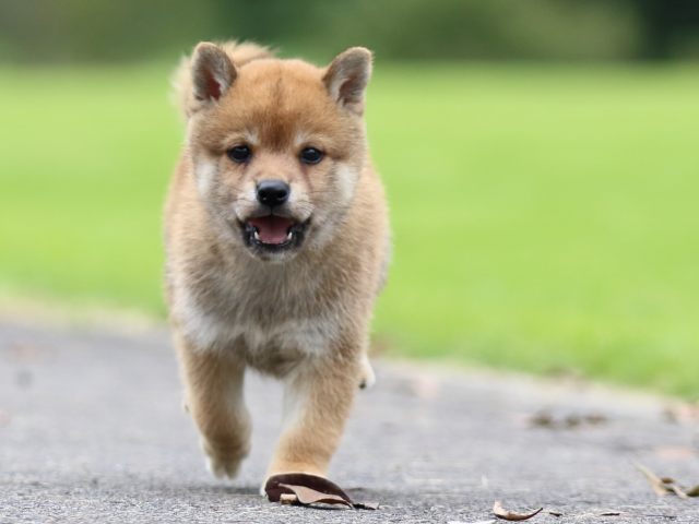 fp5a6983-puppy fp5a6983-puppy