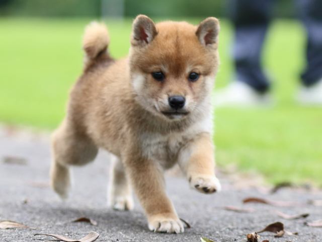 fp5a6988-puppy fp5a6988-puppy