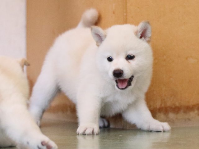 fp5a7017-puppy fp5a7017-puppy