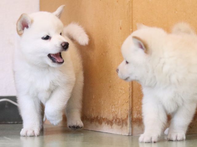 fp5a7022-puppy fp5a7022-puppy