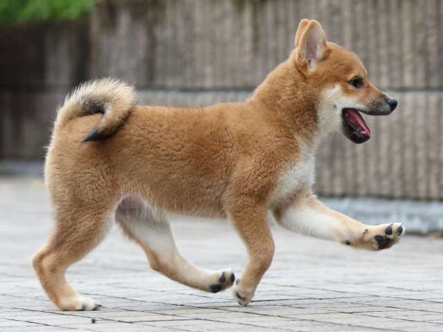 fp5a7031-puppy fp5a7031-puppy