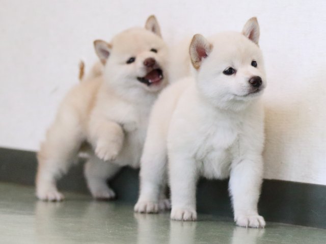 fp5a7036-puppy fp5a7036-puppy