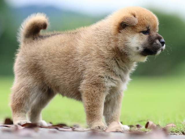 fp5a7042-puppy fp5a7042-puppy