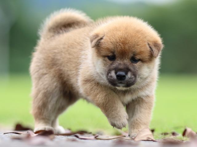 fp5a7046-puppy fp5a7046-puppy