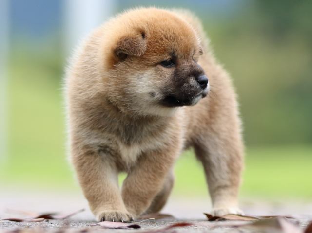 fp5a7049-puppy fp5a7049-puppy
