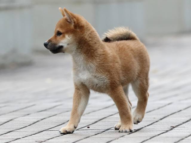 fp5a7065-puppy fp5a7065-puppy