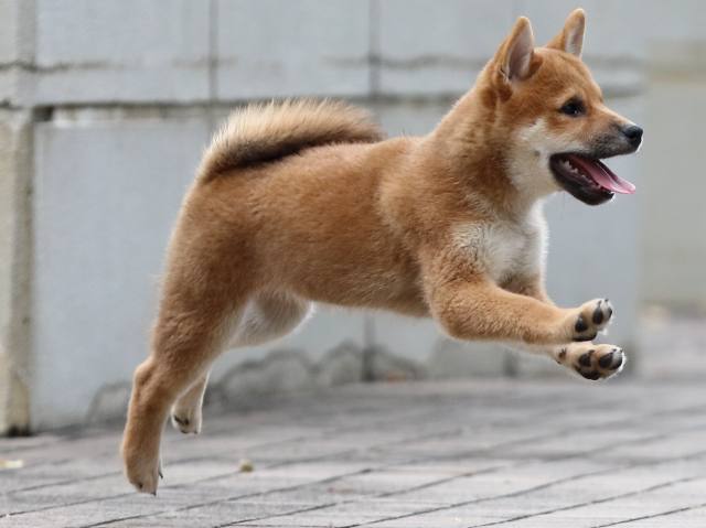 fp5a7076-puppy fp5a7076-puppy