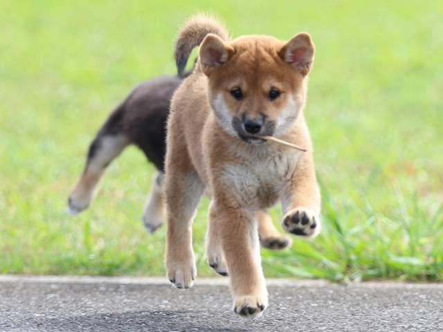 fp5a7078-puppy fp5a7078-puppy