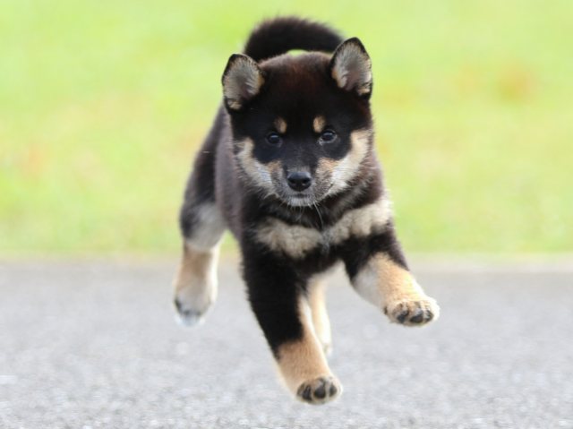 fp5a7095-puppy fp5a7095-puppy