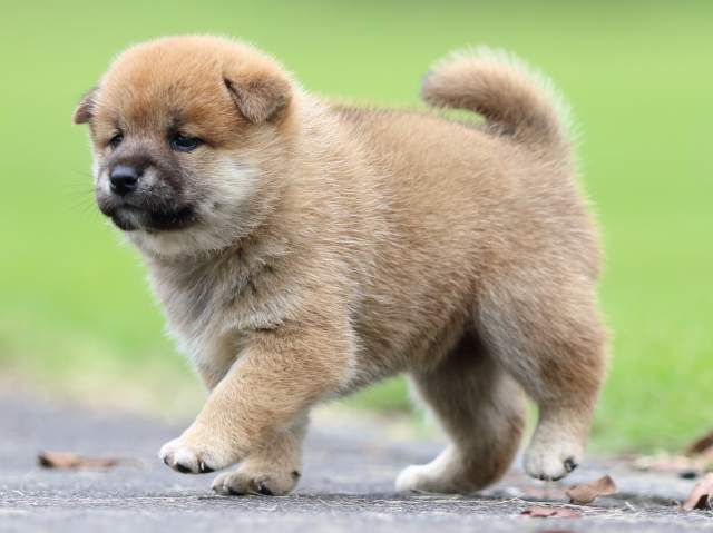 fp5a7143-puppy fp5a7143-puppy