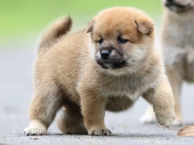 fp5a7156-puppy fp5a7156-puppy