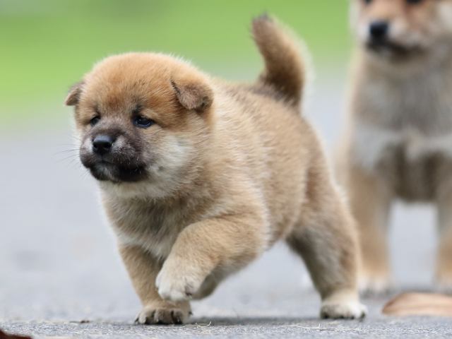 fp5a7158-puppy fp5a7158-puppy