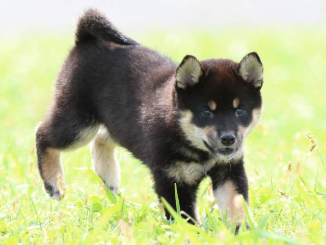 fp5a7180-puppy fp5a7180-puppy