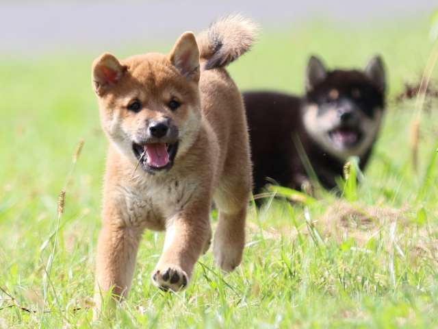 fp5a7229-puppy fp5a7229-puppy