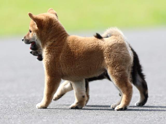 fp5a7254-puppy fp5a7254-puppy