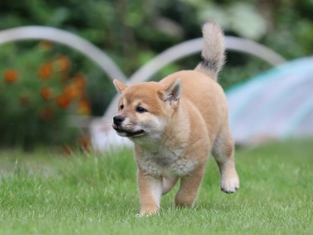 fp5a7282-puppy fp5a7282-puppy