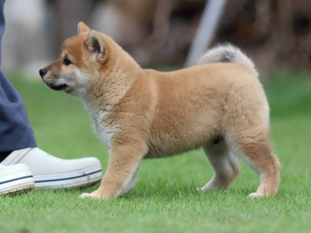 fp5a7322-puppy fp5a7322-puppy