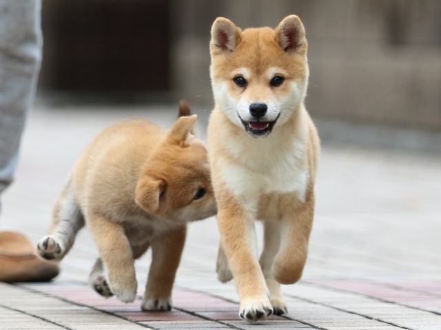 fp5a7325-puppy fp5a7325-puppy