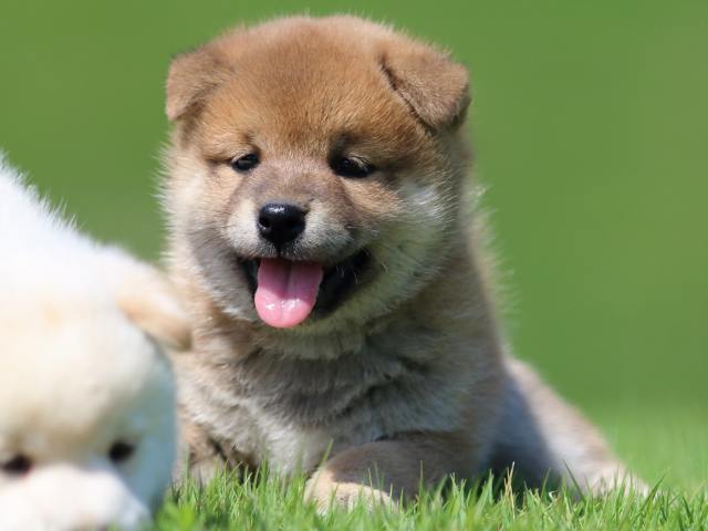 FP5A7326-puppy FP5A7326-puppy